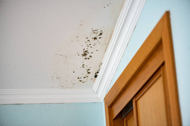 Mold Testing and Removal in Richland, MS