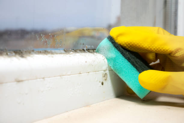 Best Black Mold Removal  in Richland, MS