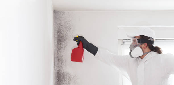 Best Professional Mold Removal  in Richland, MS