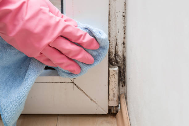Office Mold Removal Services in Richland, MS