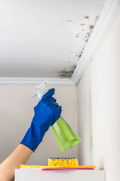 Best Toxic Mold Removal  in Richland, MS