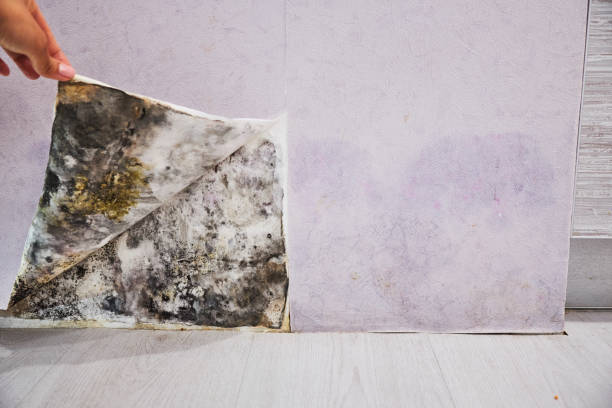Best Same-Day Mold Removal  in Richland, MS